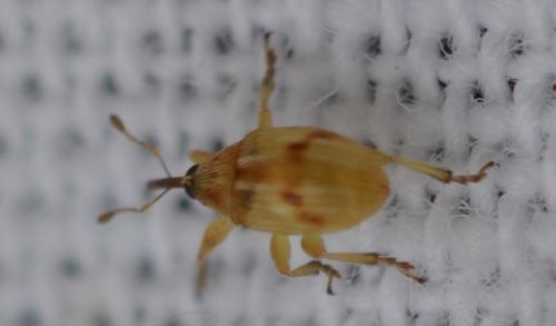 Réf. 327 374 : Corimalia tamarisci